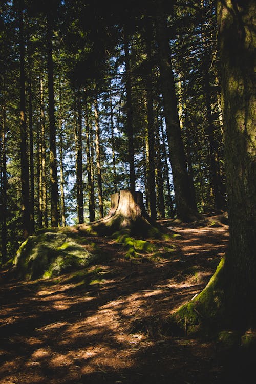 Photo Of Trees During Daytime