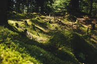 柔和的阳光透过挪威卑尔根郁郁葱葱、长满青苔的森林