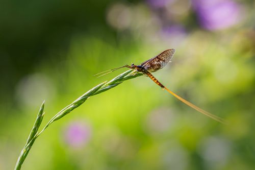 Free Detailed macro image of a mayfly resting on a leaf with a vibrant green background. Stock Photo