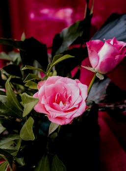 Close-up of vibrant pink roses in bloom surrounded by green leaves.