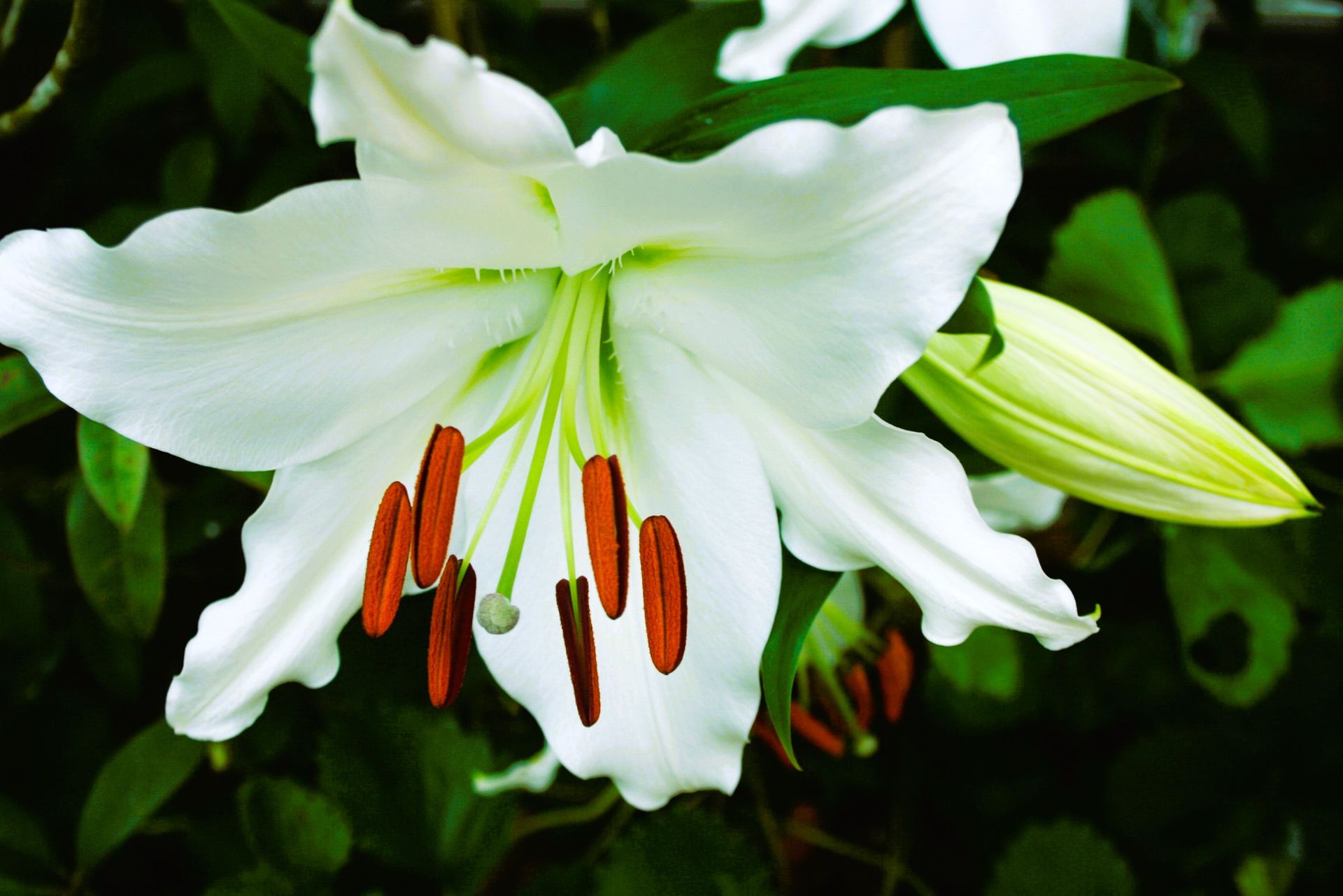Close-up image of a white lily flower showcasing its delicate petals and vibrant stamens.