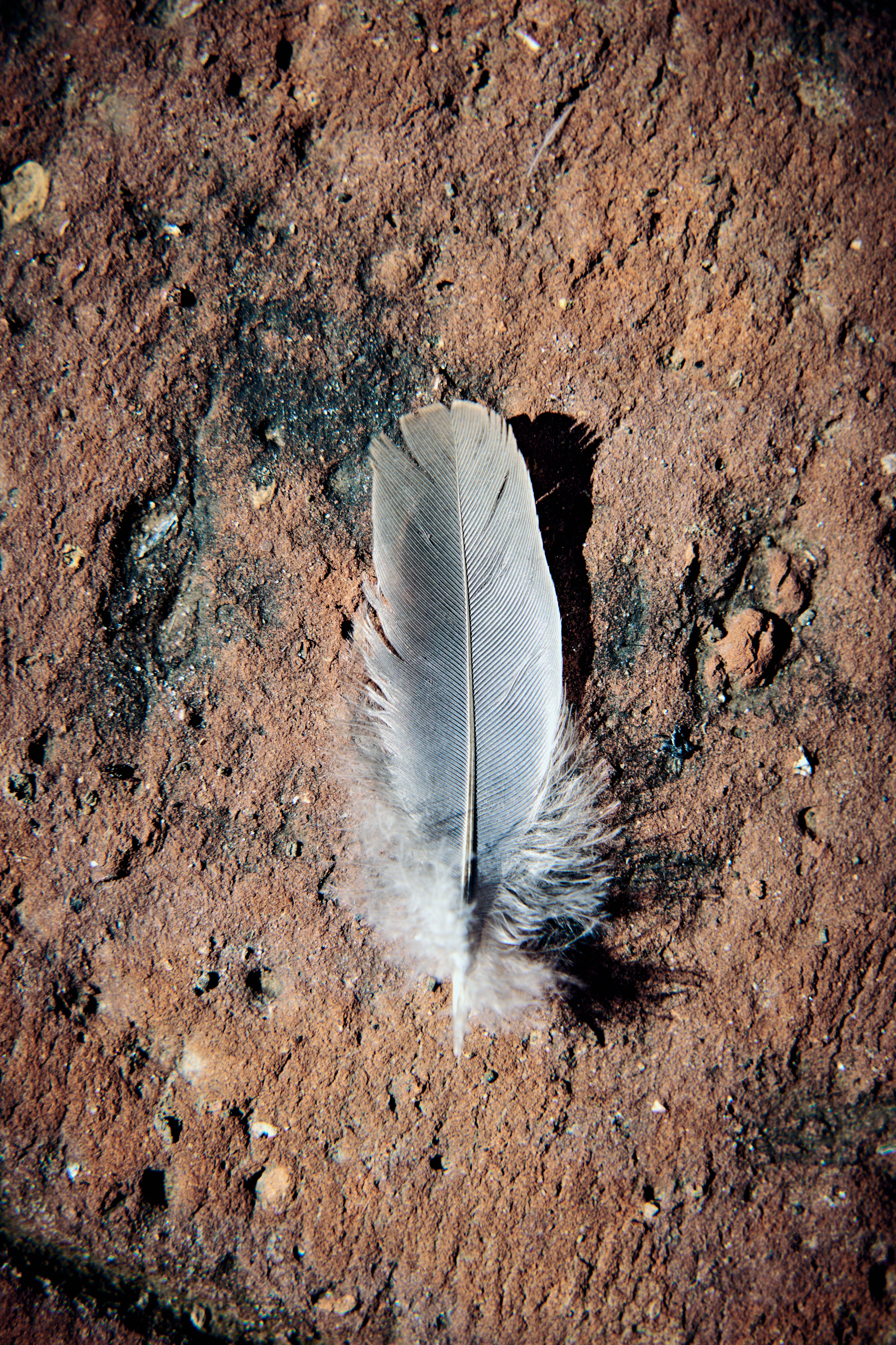 Close-up of Feather on Textured Ground Surface · Free Stock Photo
