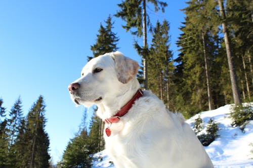 Immagine gratuita di boschi, cane, cielo azzurro