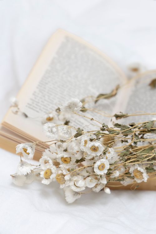 Free Open vintage book with dried white flowers on a soft background, evoking a nostalgic feel. Stock Photo
