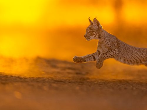 Free An Iberian Lynx gracefully jumps across the Spanish landscape during a vibrant sunset. Stock Photo