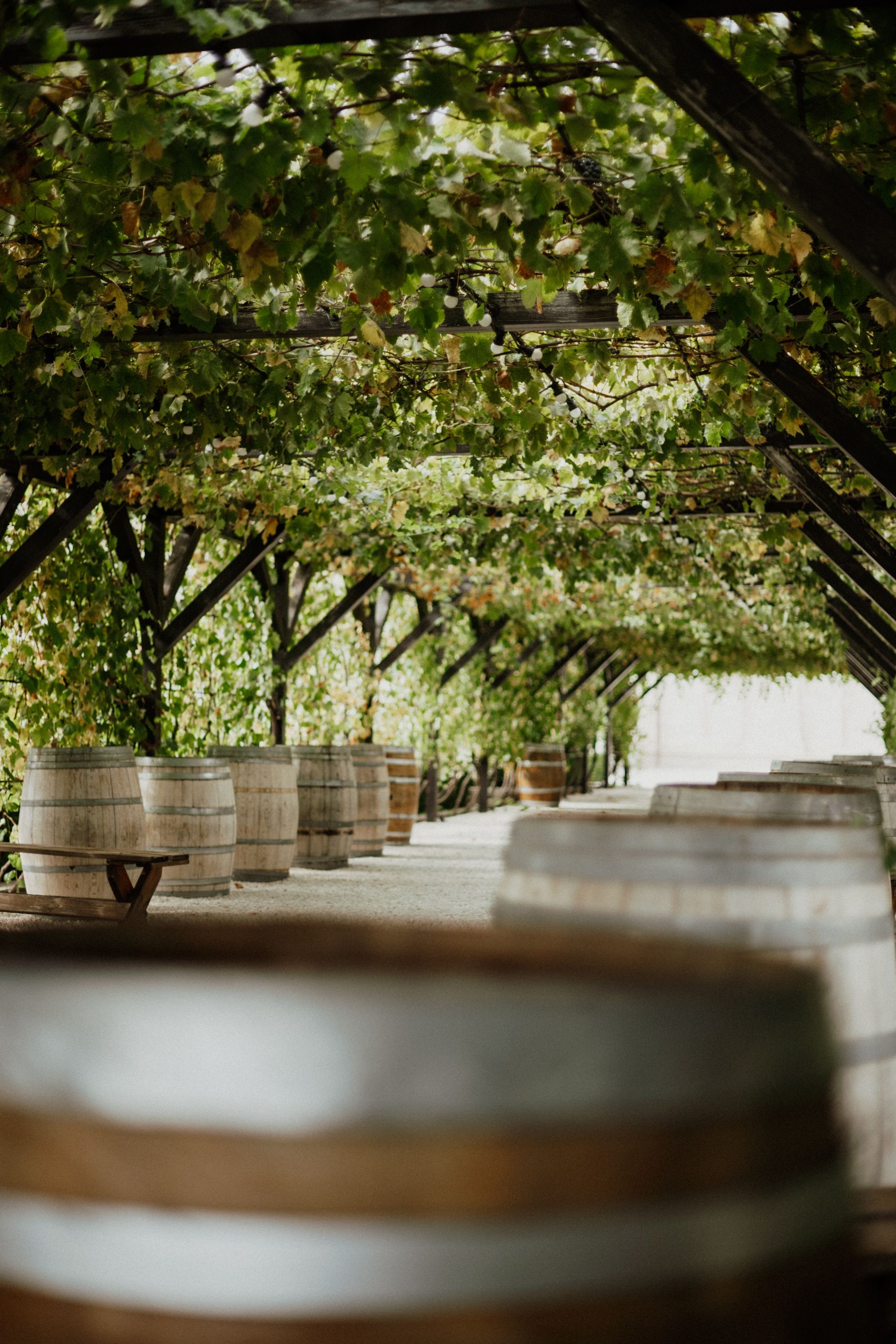 Les secrets des vignerons bio du Pic Saint-Loup - illustration