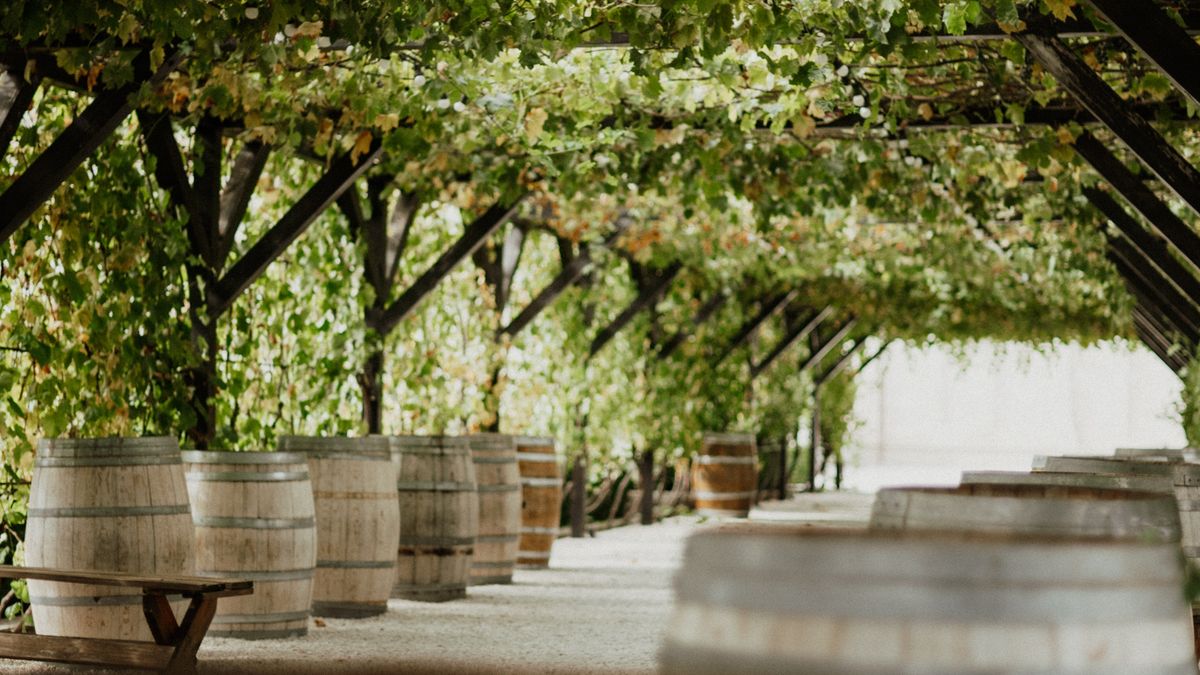 Les secrets des vignerons bio du Pic Saint-Loup - illustration