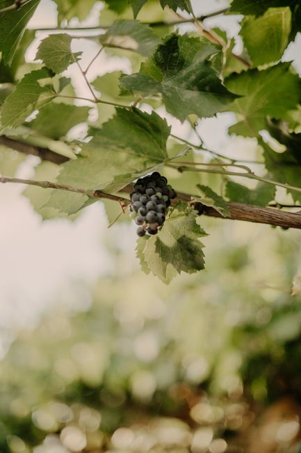 A vibrant cluster of grapes hangs among lush vine leaves, basking in sunlight.