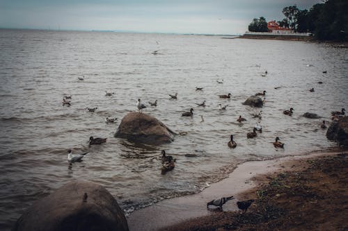 Free stock photo of beach landscape, landscape, seagulls