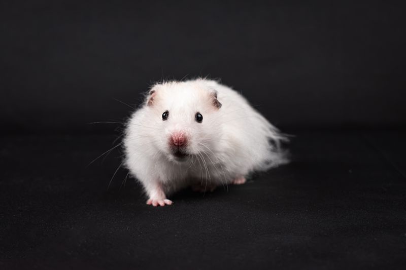 Was frisst ein Hamster wirklich? Futter jenseits der bunten Mischung — practical guide overview