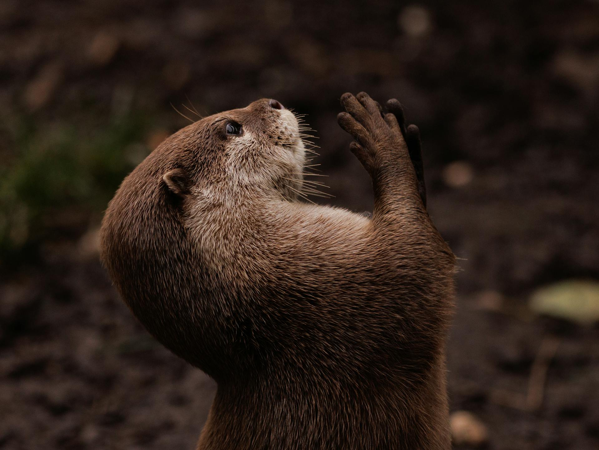 Playful Otter in Natural Habitat