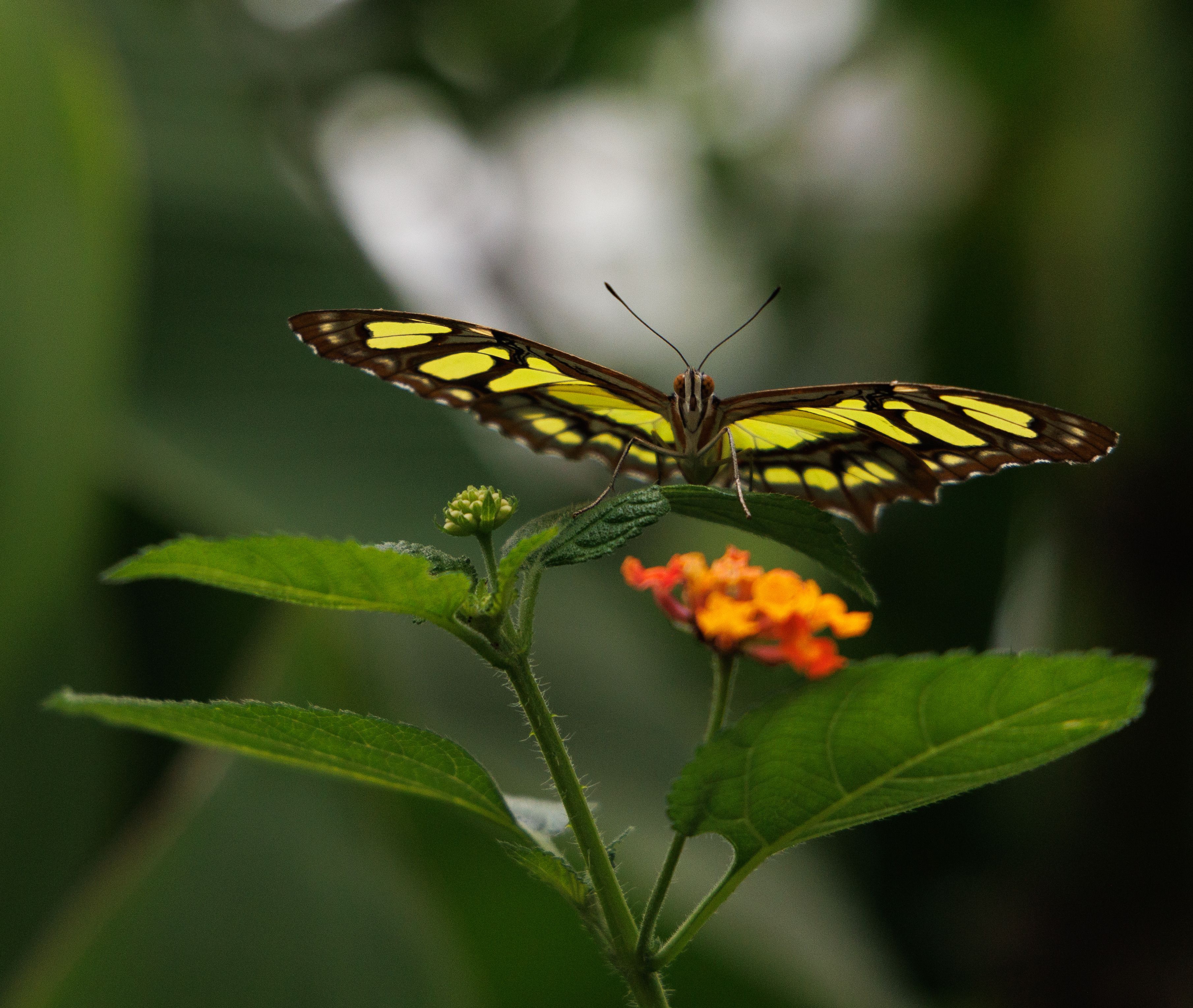 Fotomural Una striking mariposa posada en una planta vibrante con hojas verdes.