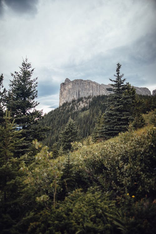 Green Forest Beside Gray Mountain Under Cloudy Sky