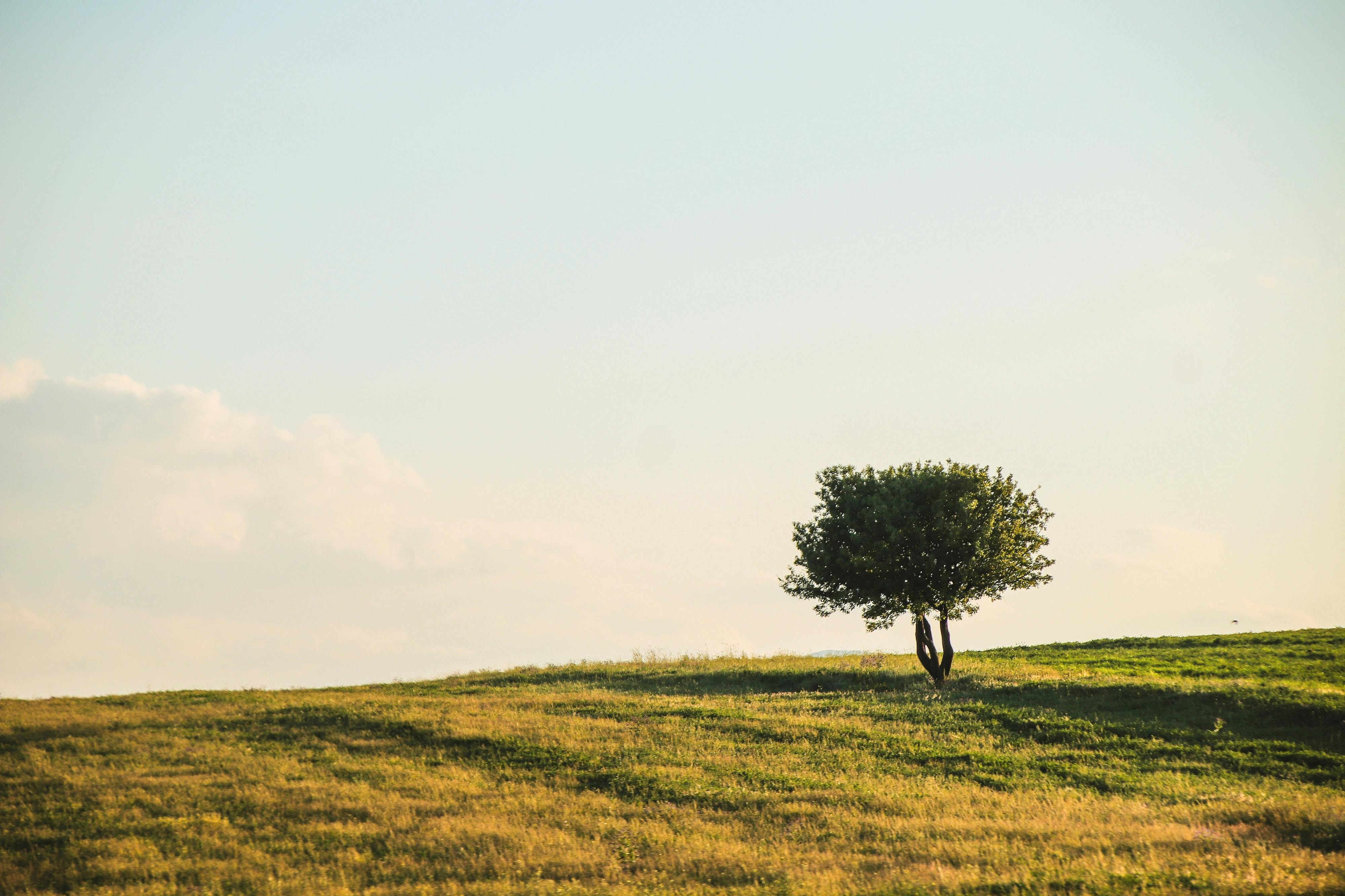 A single tree stands on a vast green hill under a clear summer sky.