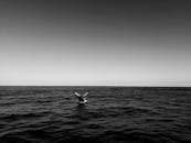 黑白照片展示了澳大利亚昆士兰州海洋中座头鲸的尾巴