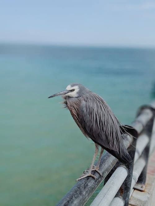 Selective Focus Photo of Gray Bird Perched on Metal Railing