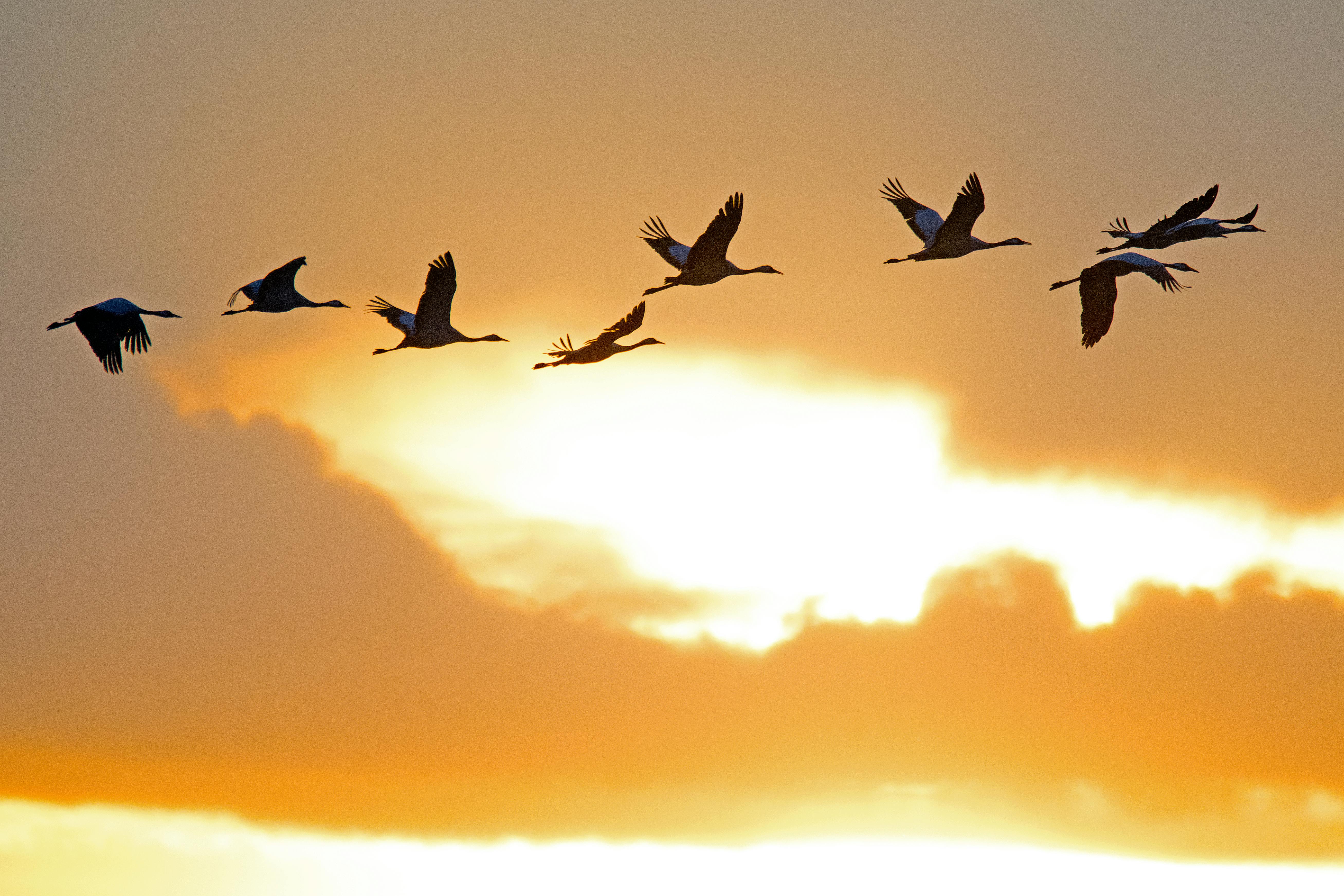 A flock of cranes silhouetted against a vibrant sunset sky in Drebber, Germany.