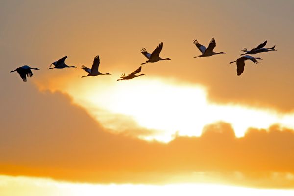 Migration Guide