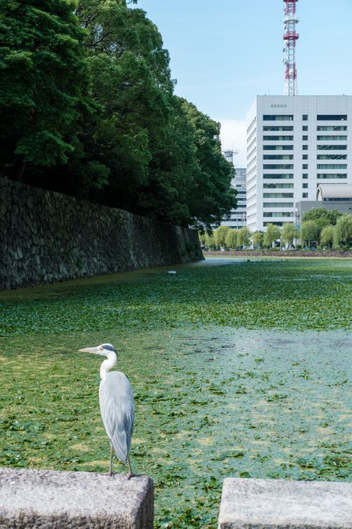 Free Heron on riverside with lush greenery and urban buildings. Stock Photo