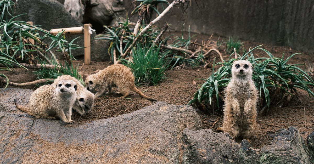meerkat