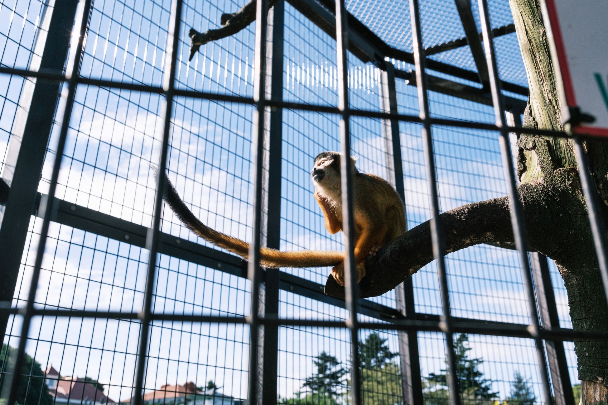 Ontsnapte aap Beekse Bergen nog niet gevangen na meerdere waarnemingen