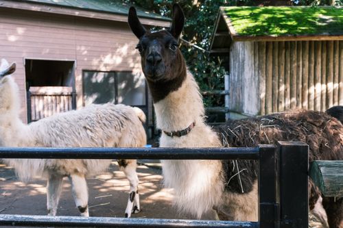 Free Llamas in a zoo enclosure on a sunny day, showcasing their natural charm. Stock Photo