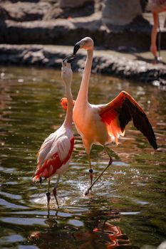flamingo photo