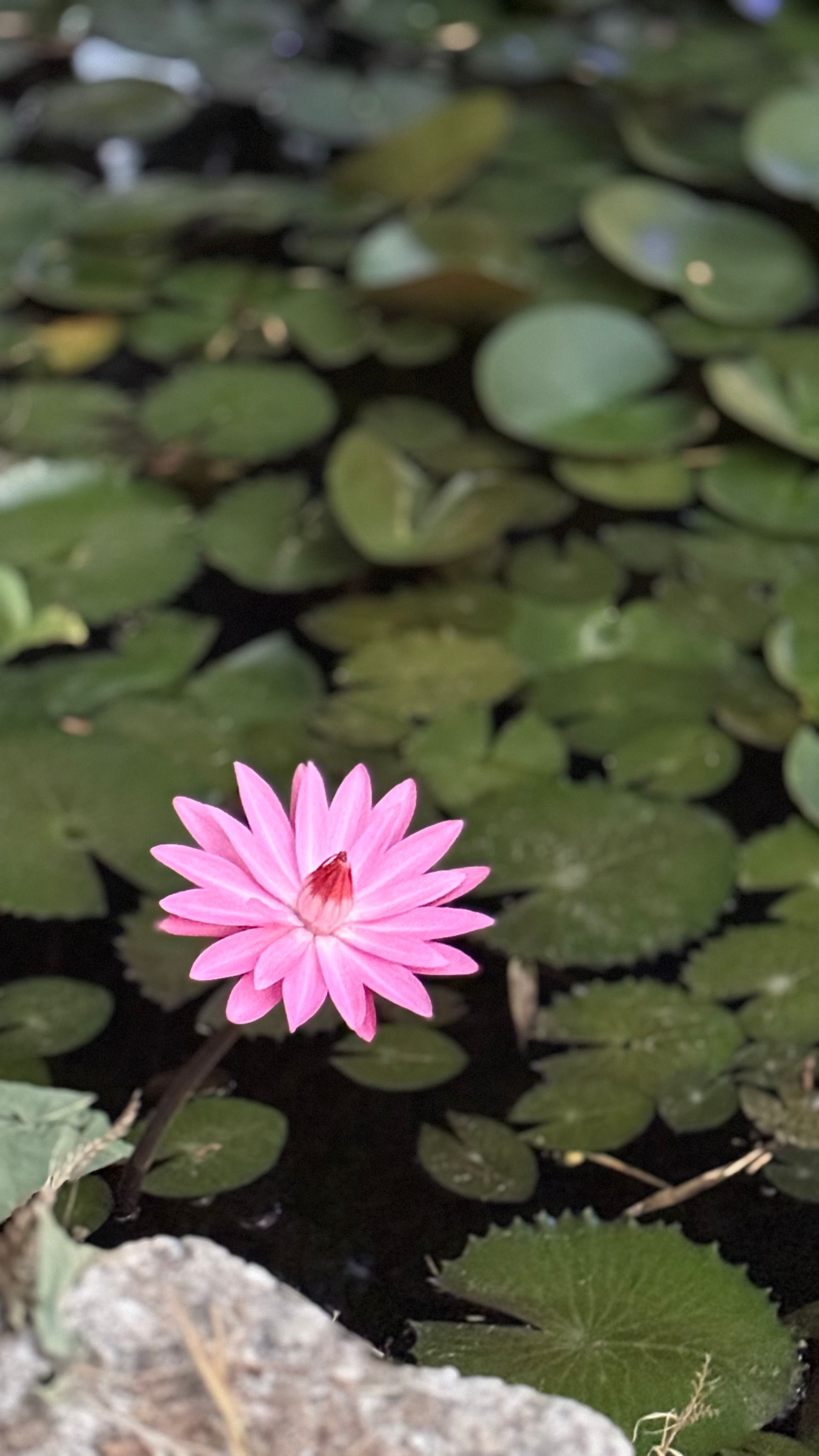 A vivid pink water lily amidst lush green lily pads in a serene pond setting.