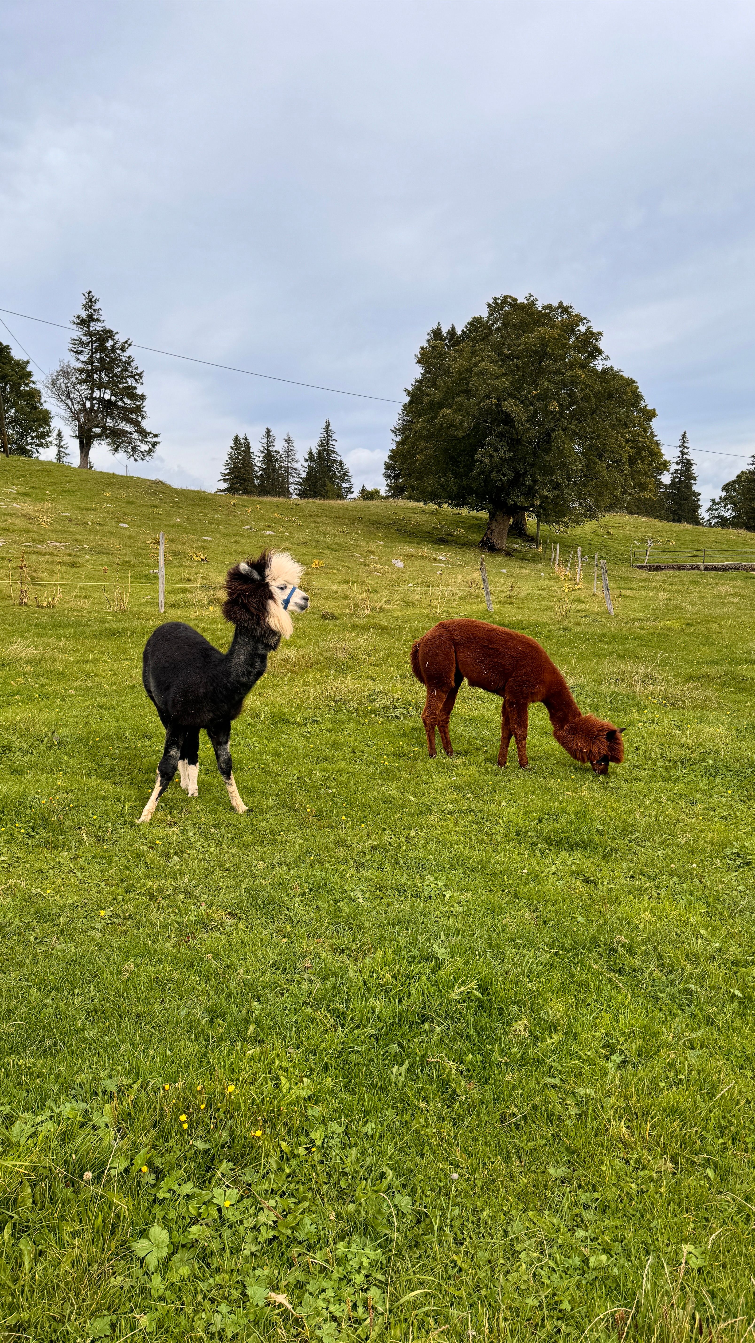 Two alpacas in a lush green pasture in Saint-Imier, Switzerland under cloudy skies.