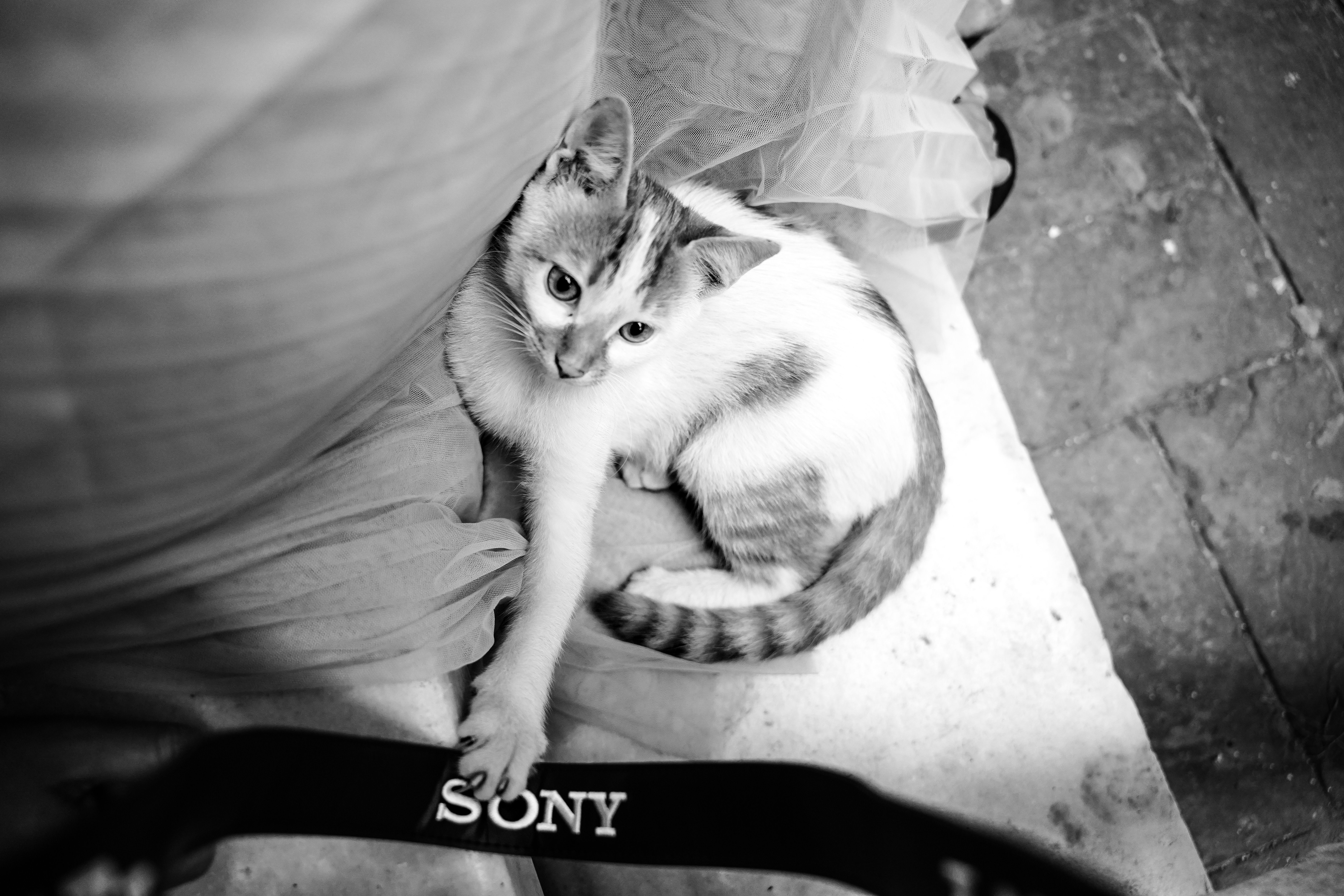 Healthcare and wellness consultation for a cat