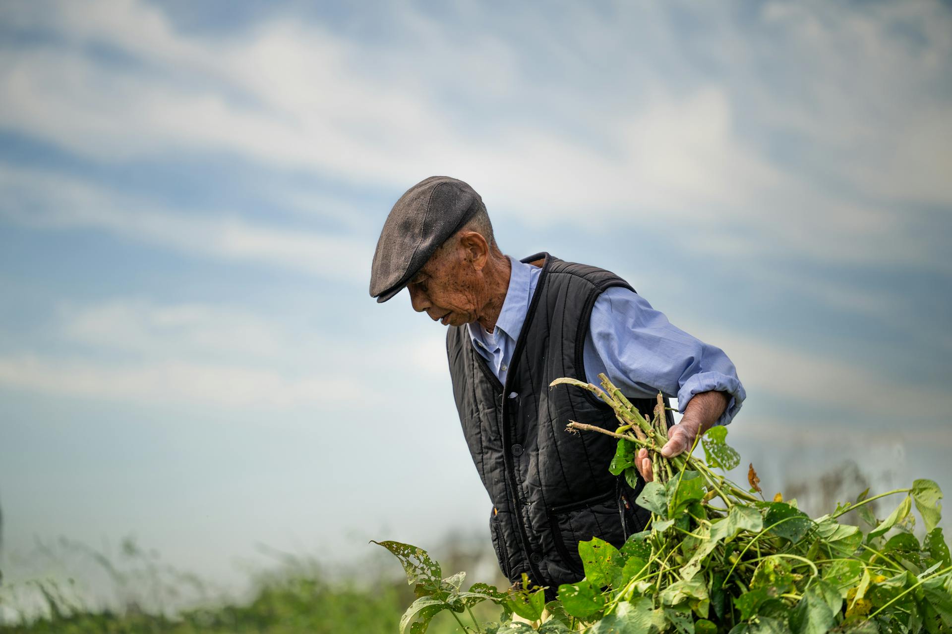 Senior male farmer wearing cap, tending to crops in a lush field under a blue sky.