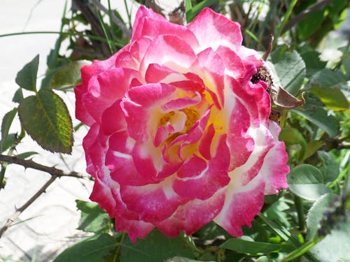 Free stock photo of beautiful flowers, beautiful rose, flower