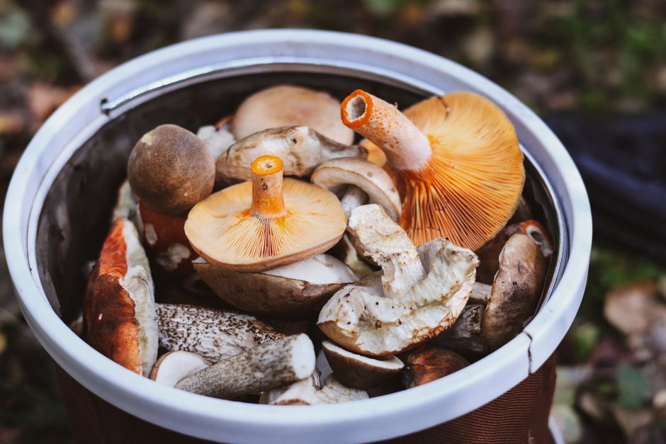 A wooden basket holding fresh chanterelles, morels, and porcini mushrooms with visible dirt and forest debris still clinging to their stems.