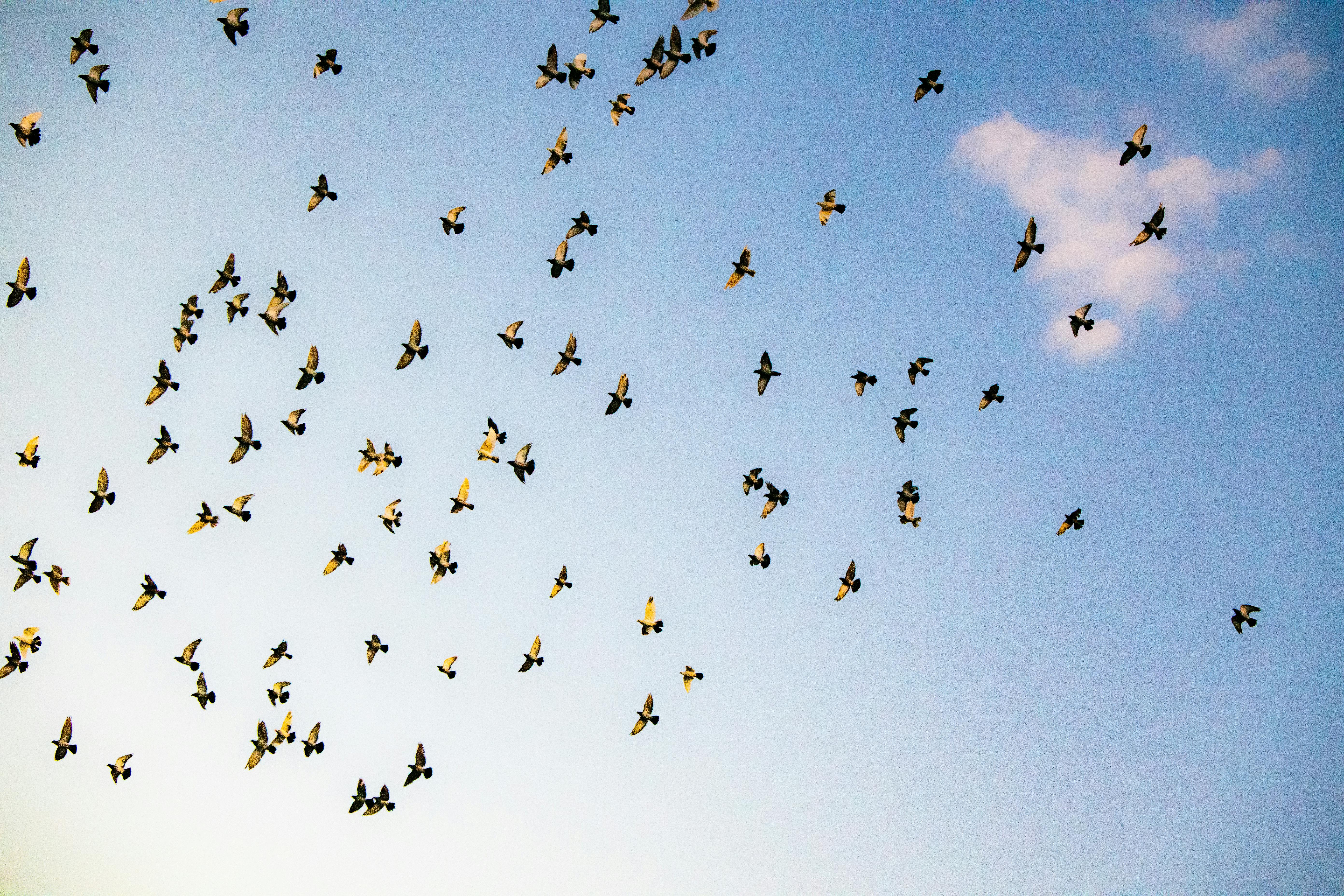 Jon Adams A captivating image of birds flying across a clear blue sky, showcasing the beauty of nature in motion.