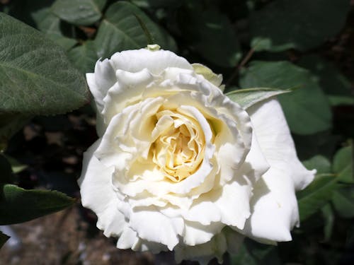 Free stock photo of beautiful flower, beautiful rose, flower