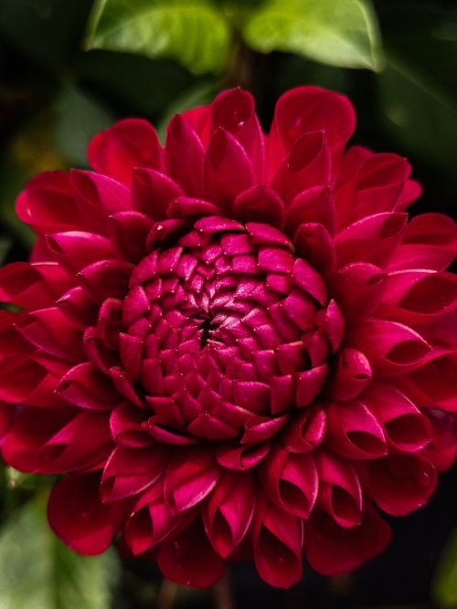 Free Stunning close-up of a vibrant red dahlia in full bloom, showcasing intricate petal details. Stock Photo