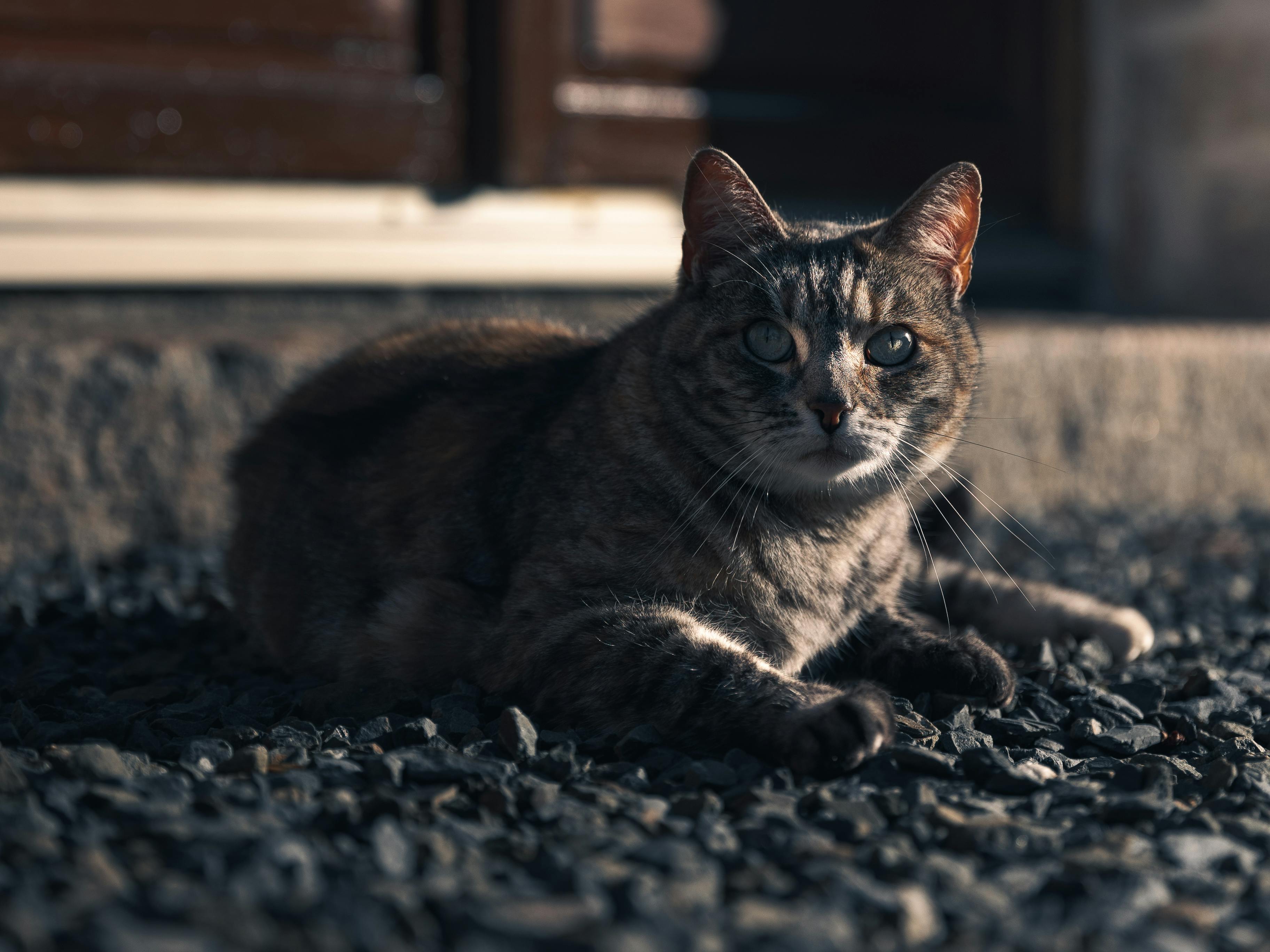 Calm Tabby Cat Resting in Sunlight