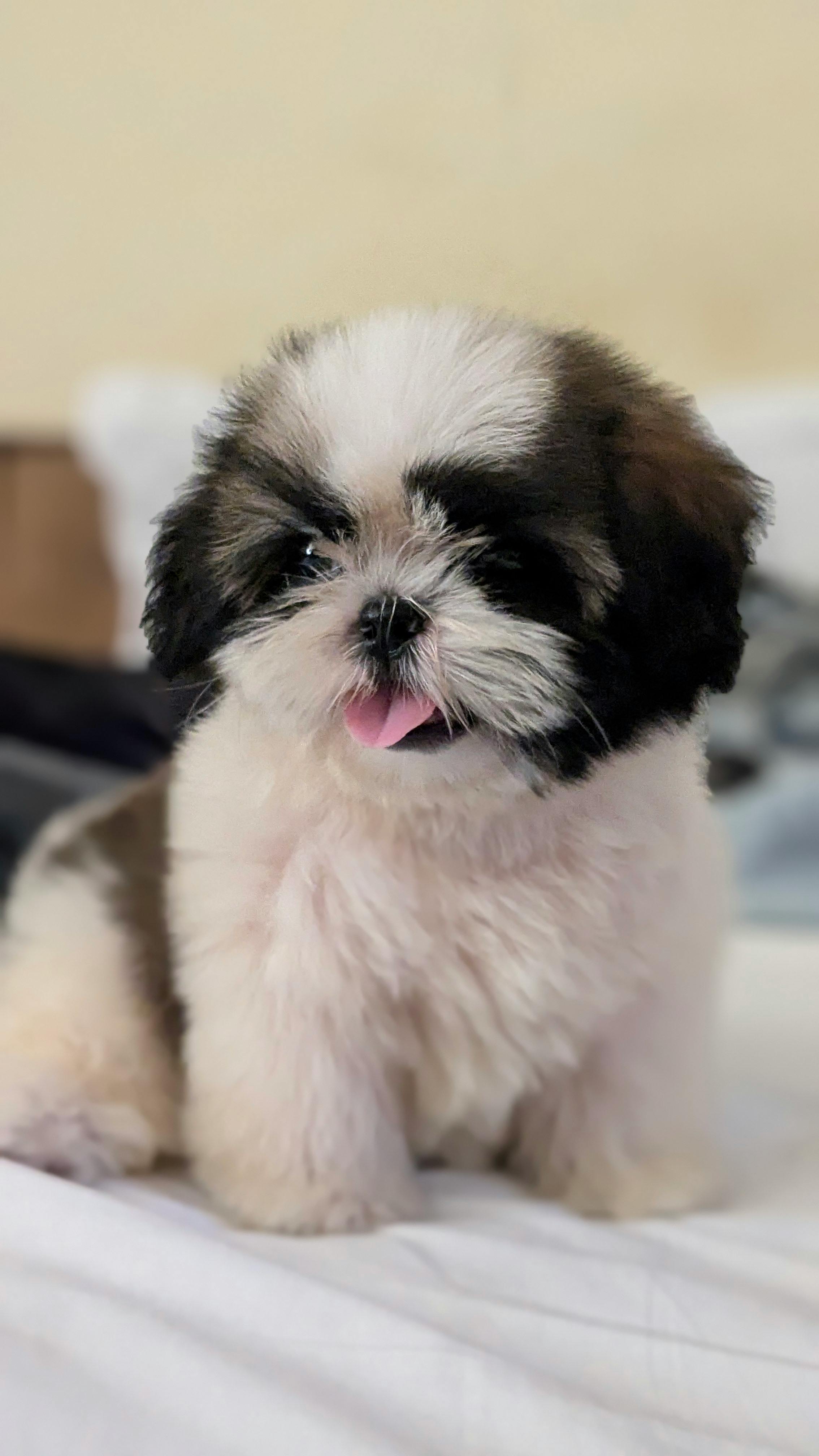 Adorable Shih Tzu Puppy with Fluffy Coat · Free Stock Photo