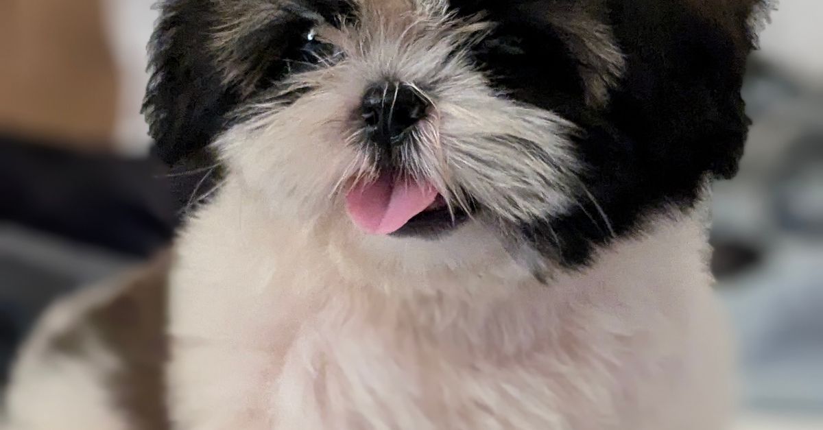 Adorable Shih Tzu Puppy with Fluffy Coat · Free Stock Photo