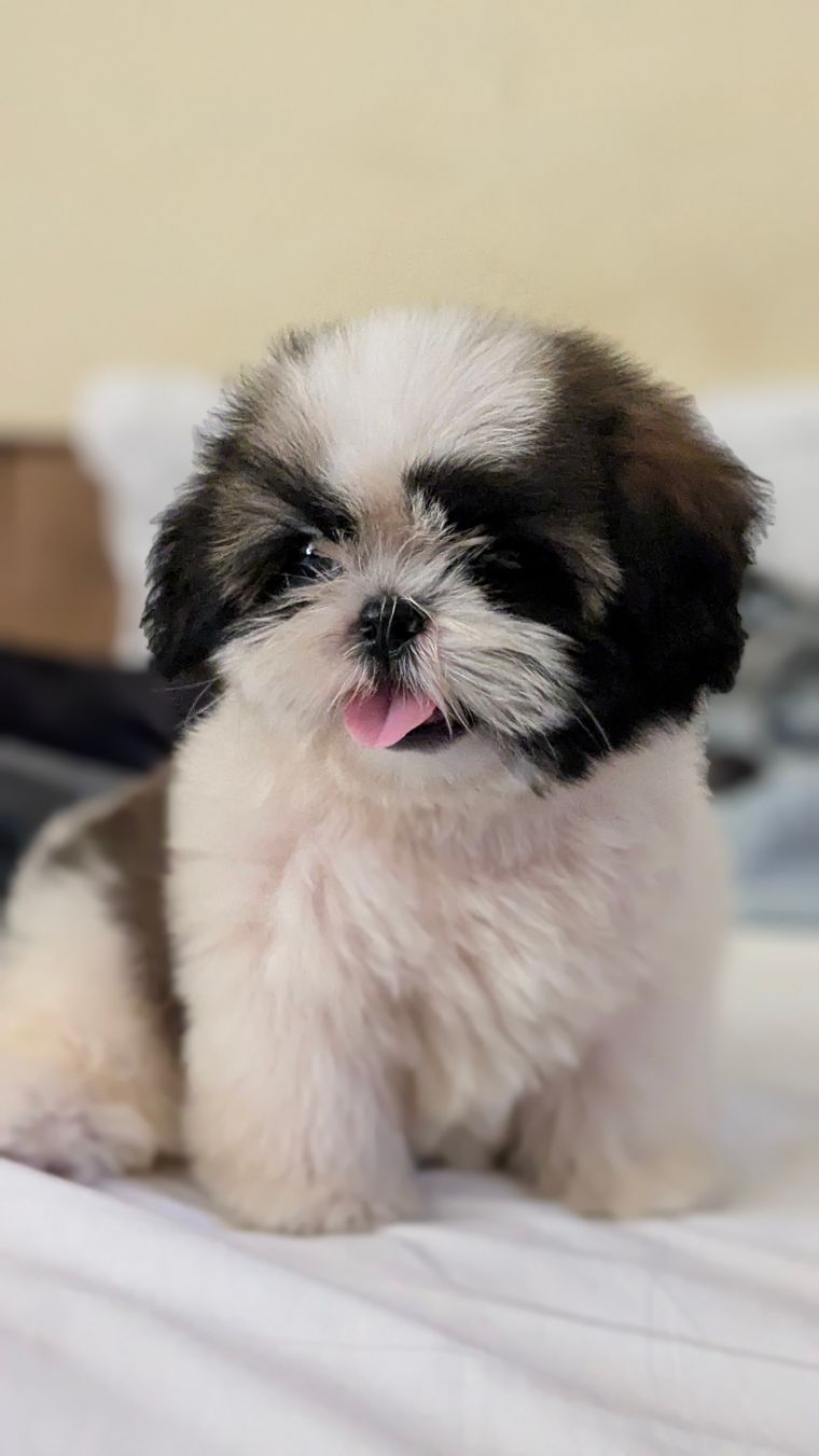 Tiny Shih Tzu puppy with soft fluffy coat sitting on a clean surface