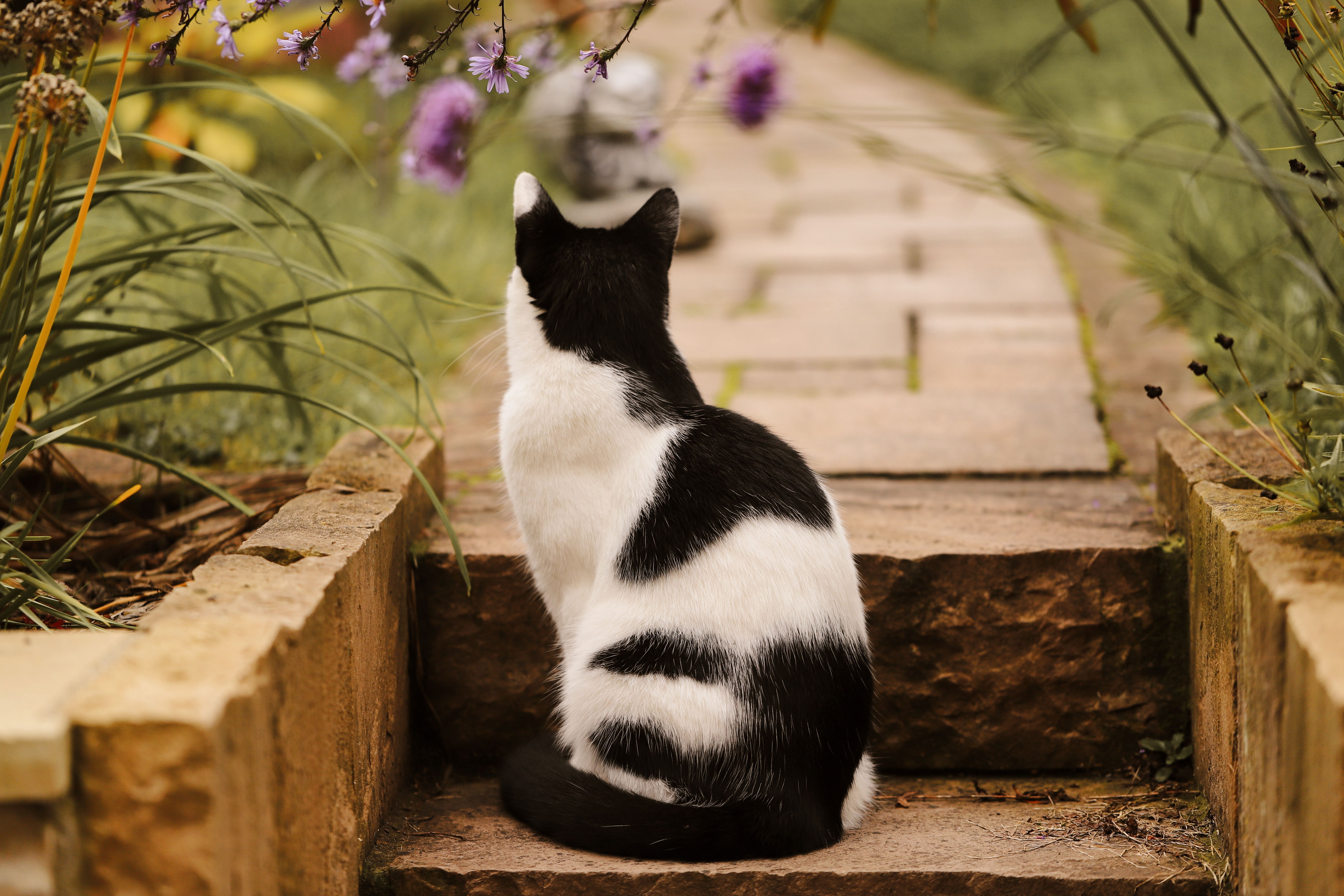 Black and White Cat Relaxing in a Garden Pathway · Free Stock Photo