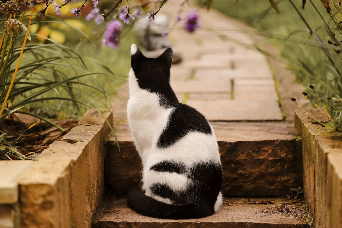 Black and White Cat Relaxing in a Garden Pathway · Free Stock Photo