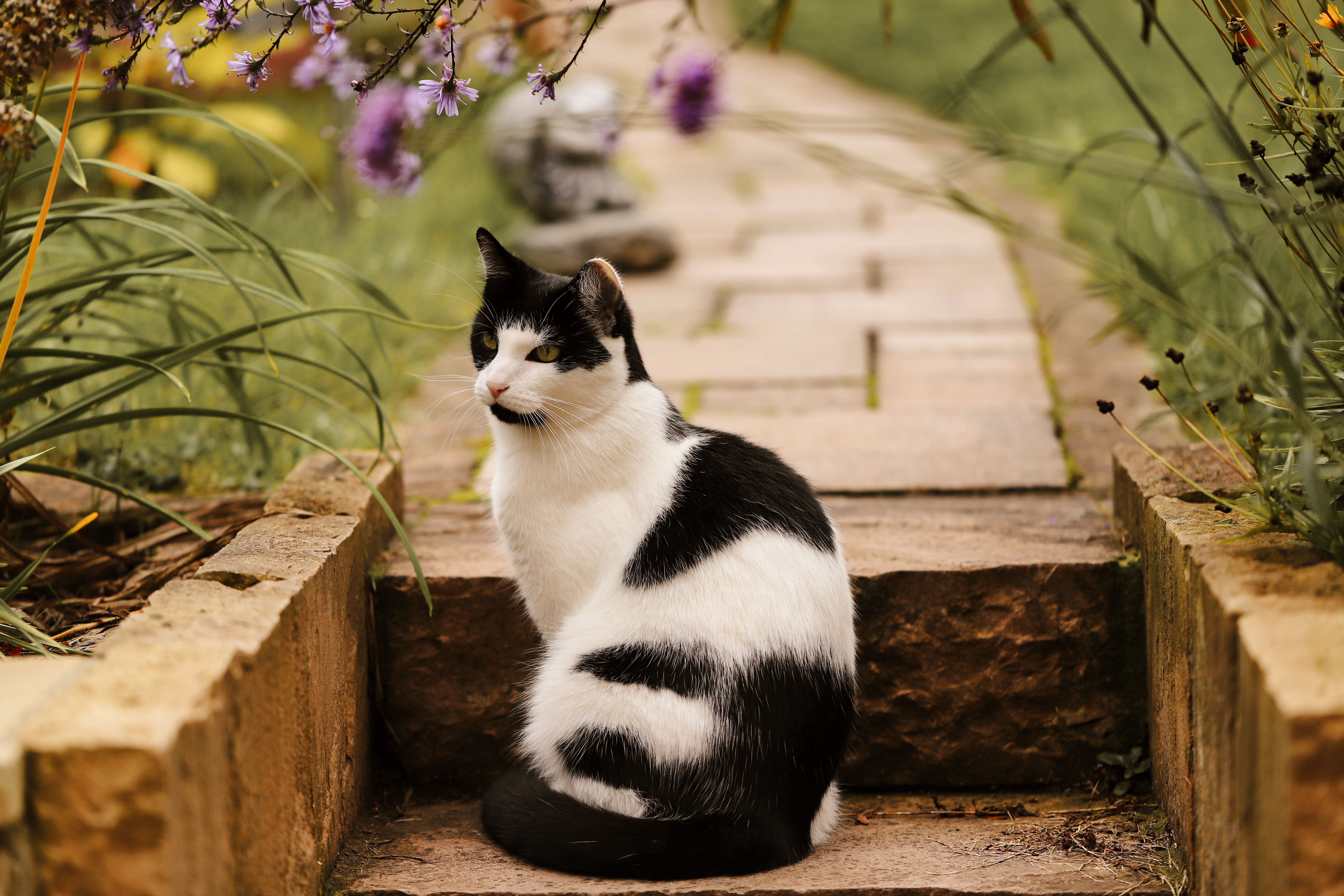 Spring season pet safety tips — Photo by Christina & Peter on Pexels