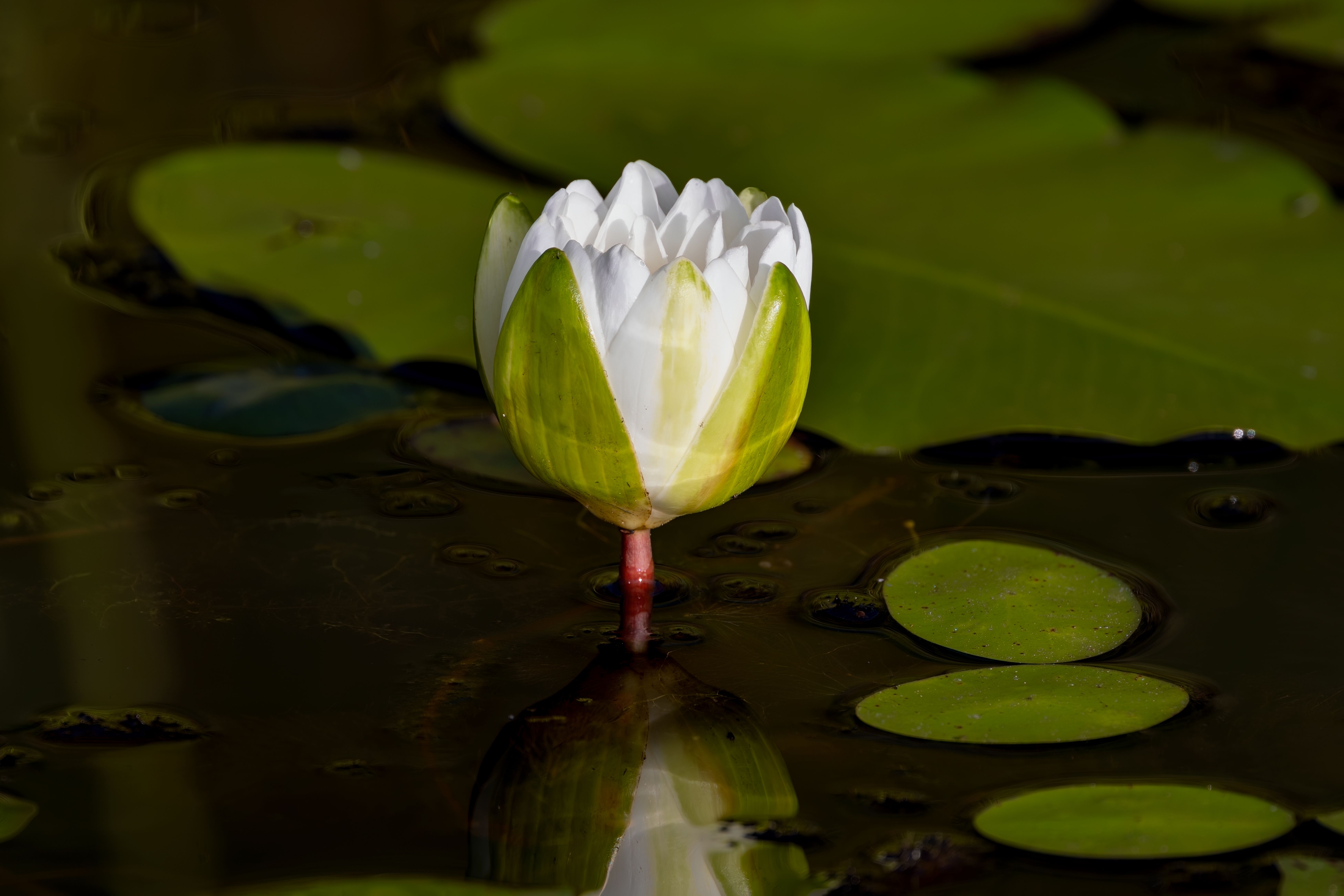 White Lotus Wallpaper Photos, Download The