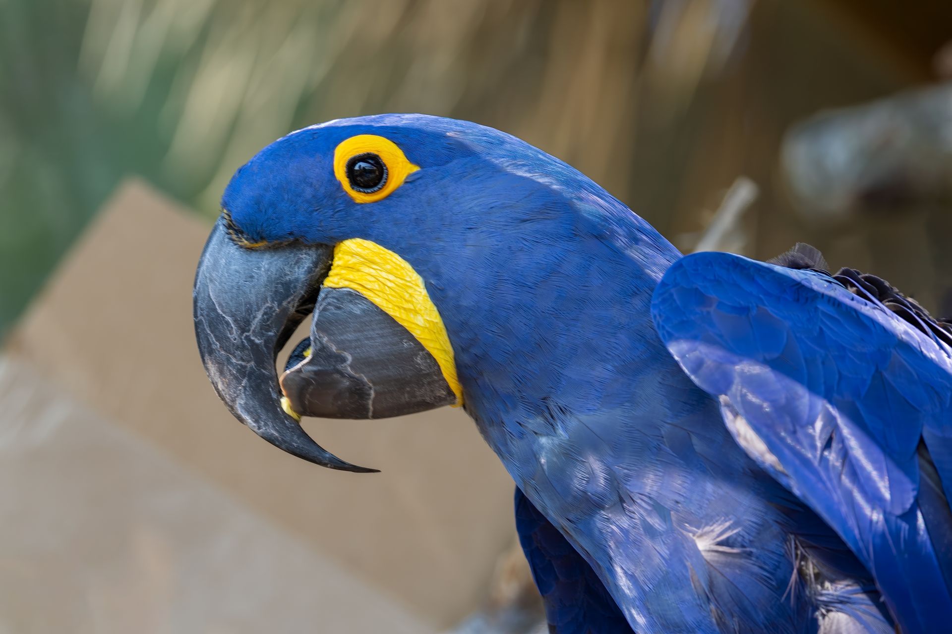 Close-up of a Blue Hyacinth Macaw Parrot