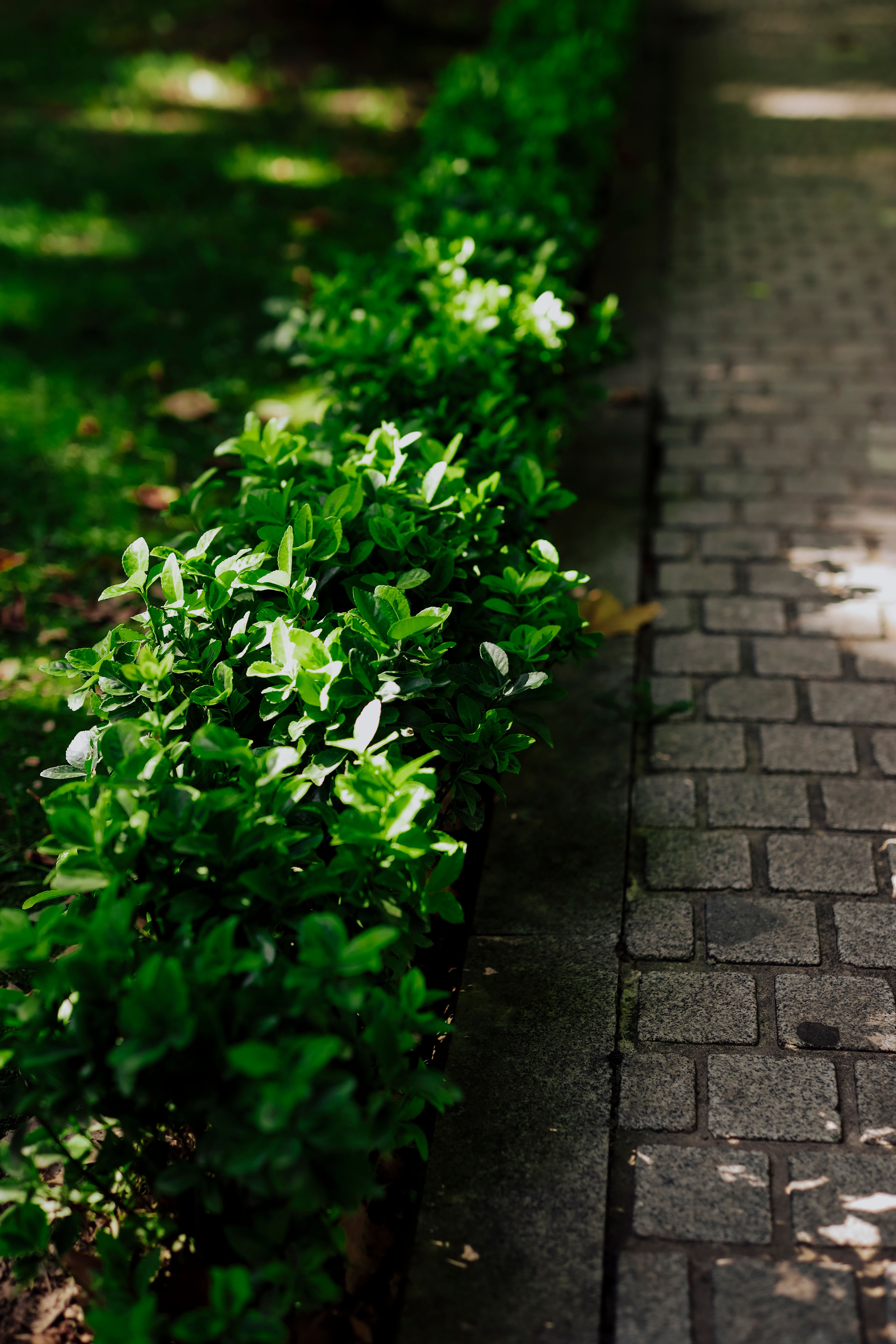 Vibrant Green Shrub Row Beside Stone Pathway · Free Stock Photo