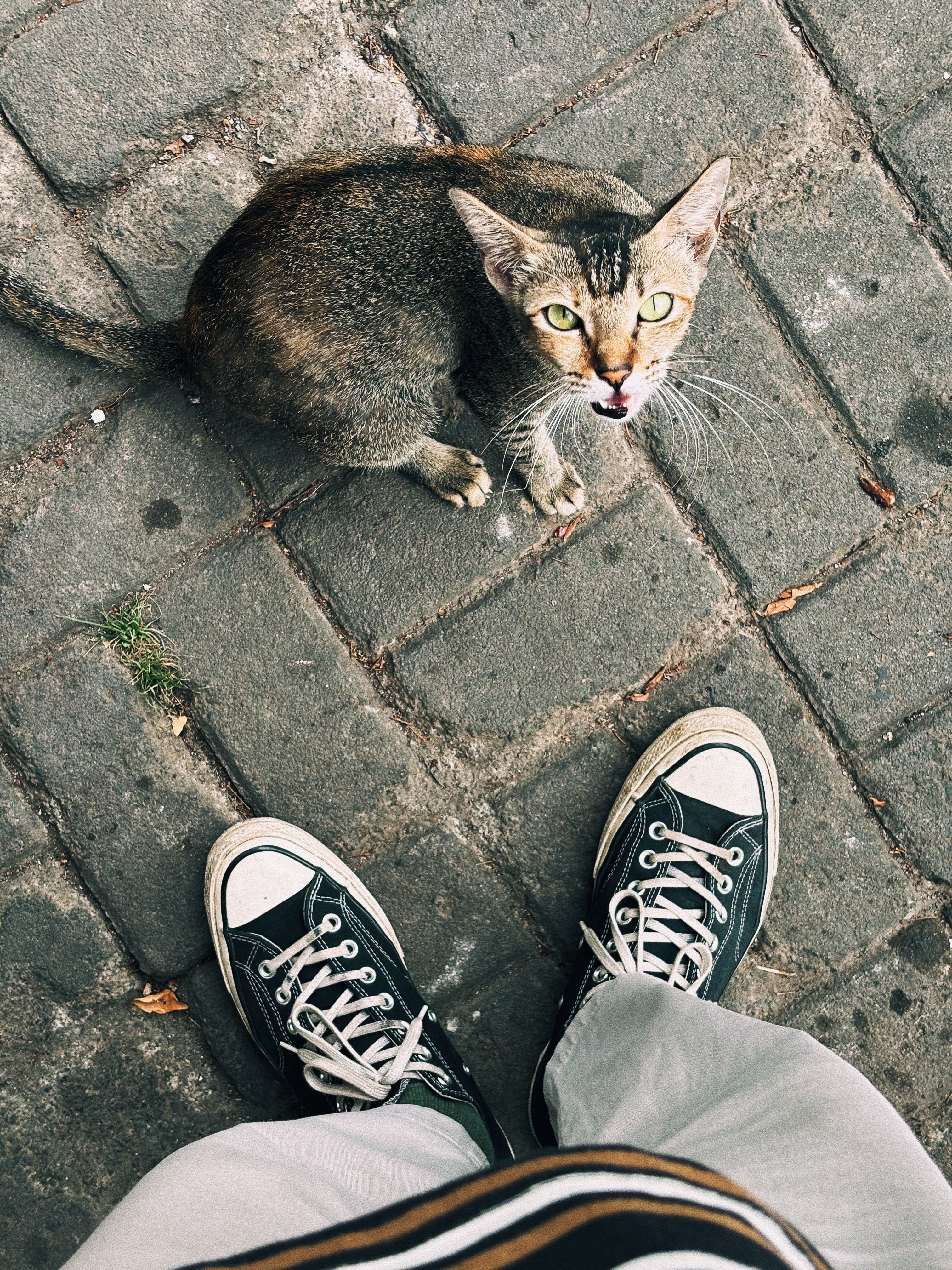 A curious cat looks up on a street in Indonesia, capturing a cozy moment between animal and human.