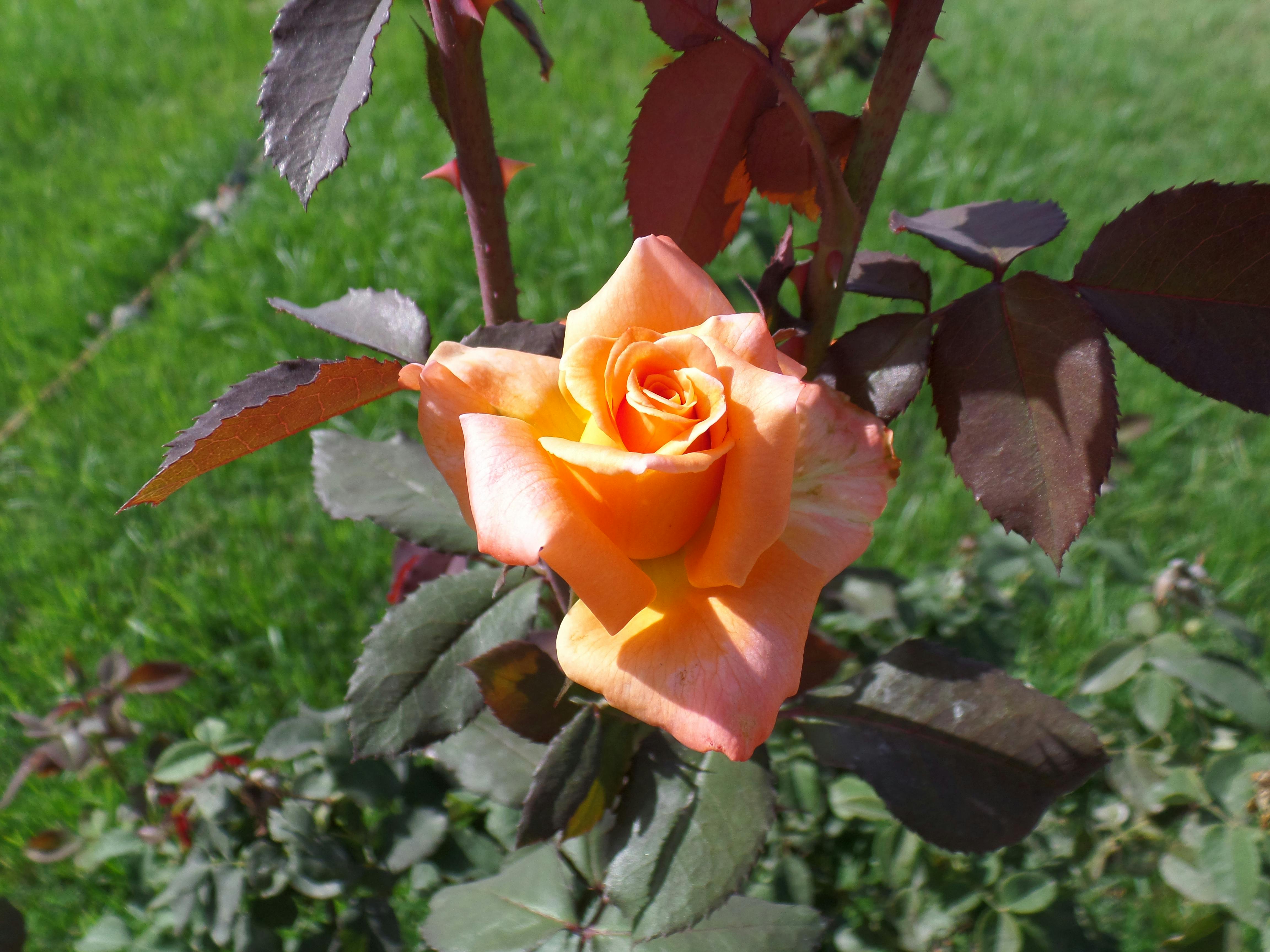 オレンジローズ オレンジ色の花 美しい花の無料の写真素材