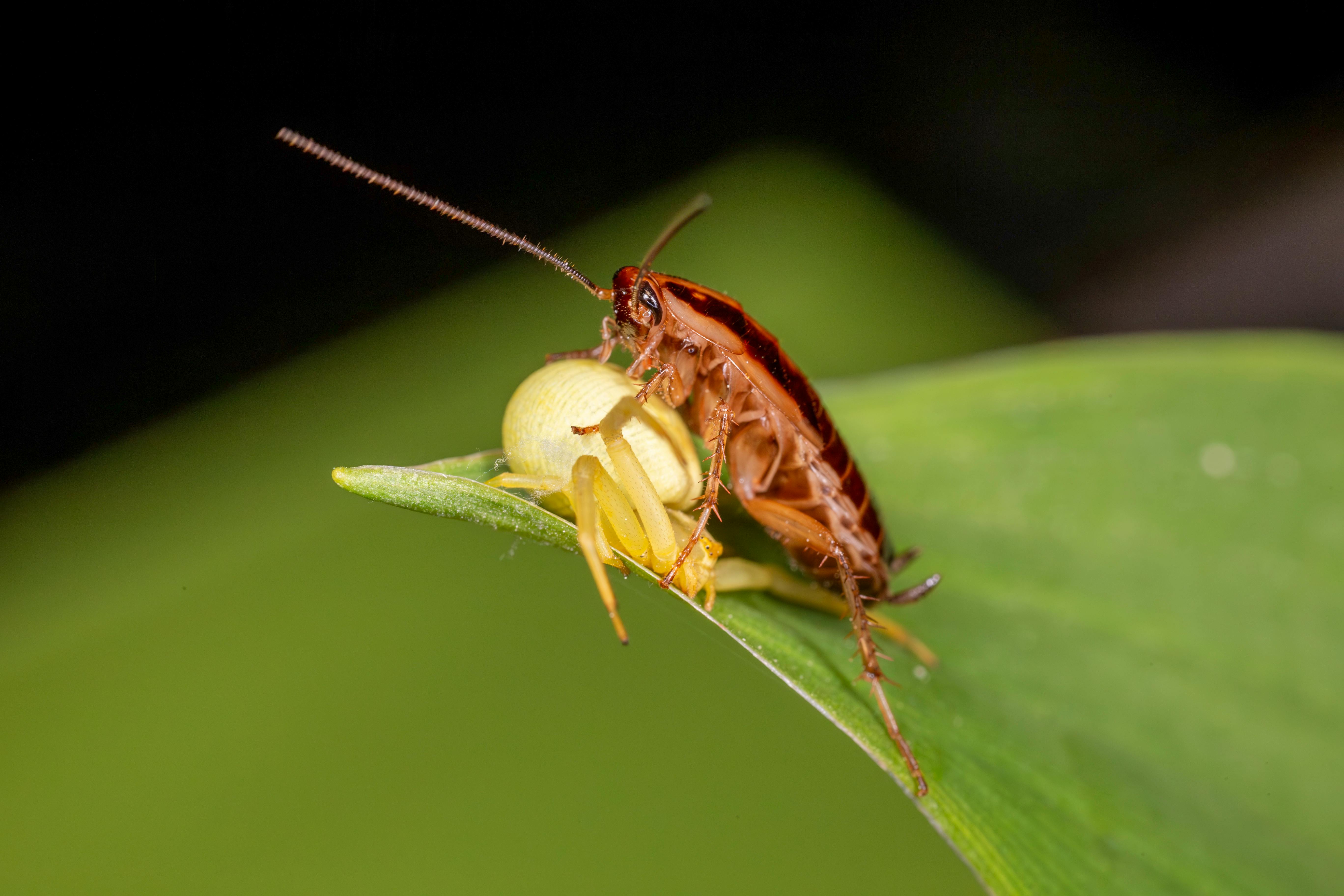 Close-up of a German cockroach (Blattella germanica) on a leaf.