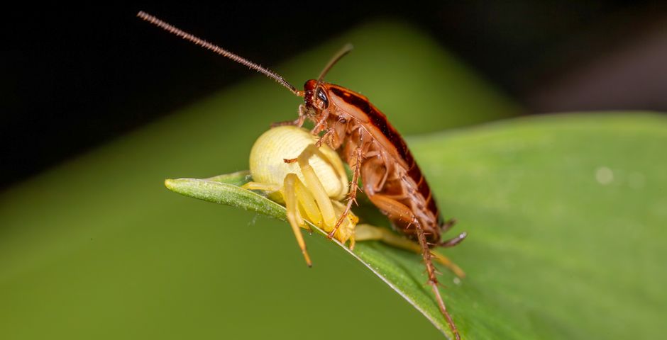 Close-up of a cockroach — insecticide kills adults but not the eggs waiting inside the harbourage
